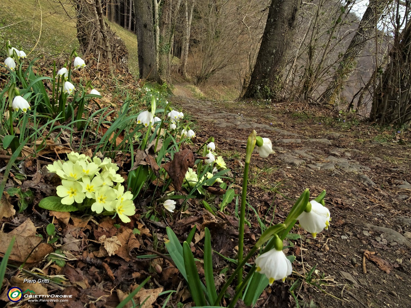 26 Primule e Campanelle (Leucojum vrernum) .JPG